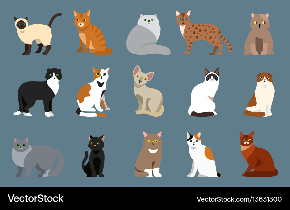 Cat züchten niedlich pet portrait flauschig jung liebenswert Cat züchten niedlich pet portrait flauschig jung liebenswert vektorbild