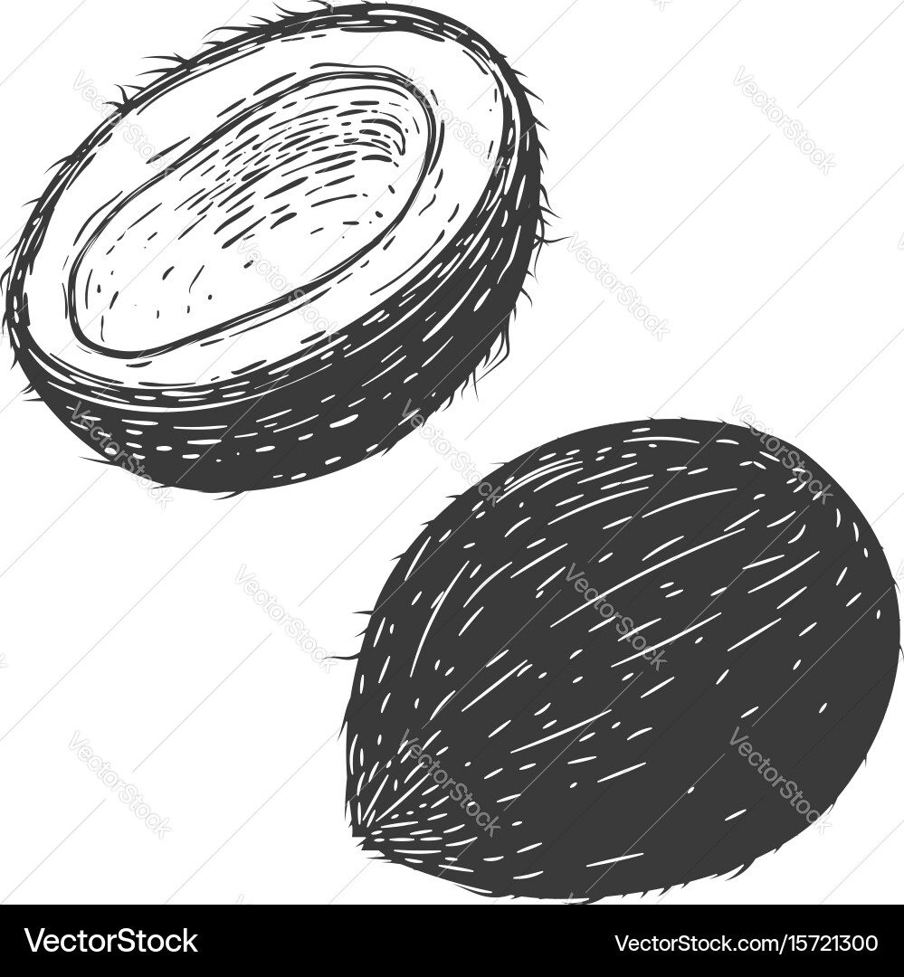 Coconuts isolated on white background design Vector Image