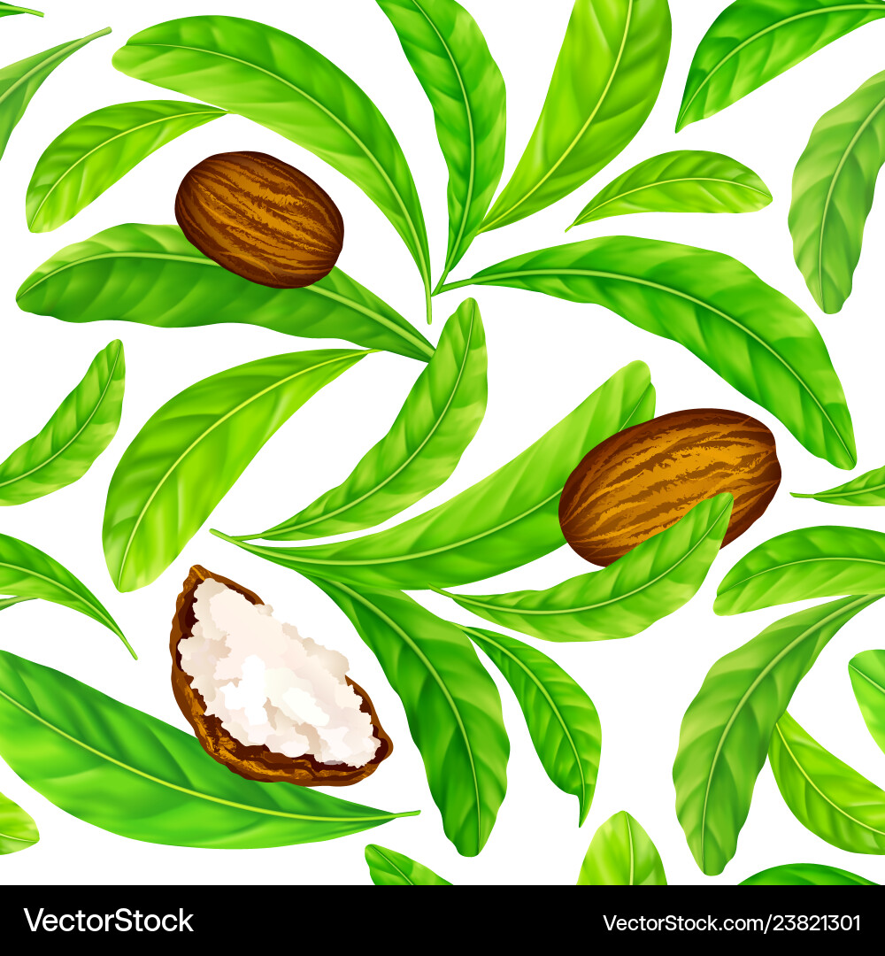 Shea nuts with leaves in pattern vector image