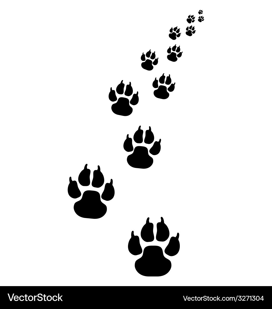 Dog Paw Prints vector image