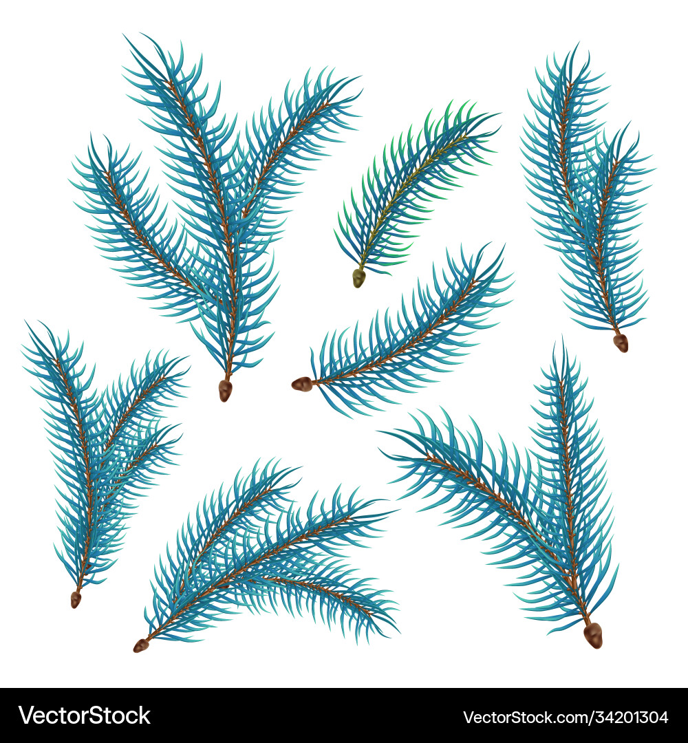 Realistic spruce fir tree branches set Realistic spruce fir tree branches set vector image