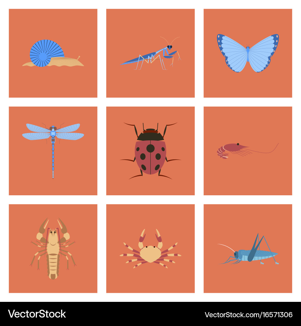 Assembly flat bug snail butterfly dragonfly vector image
