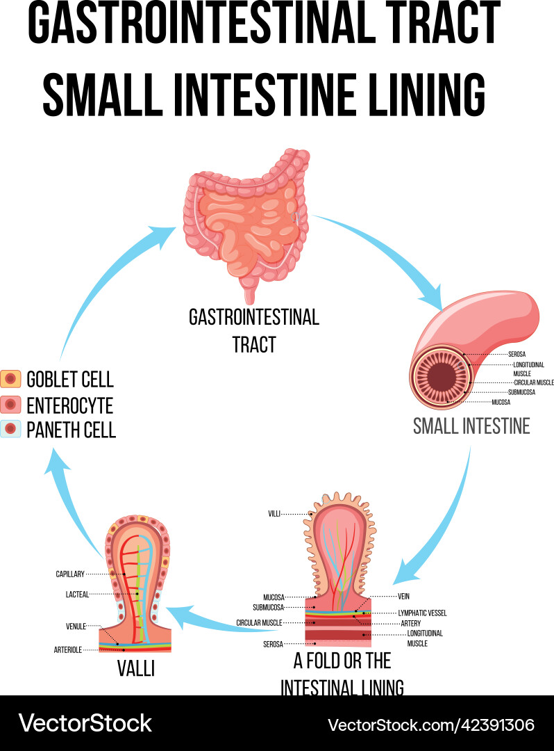 Diagram showing gastrointestinal tract in small vector image