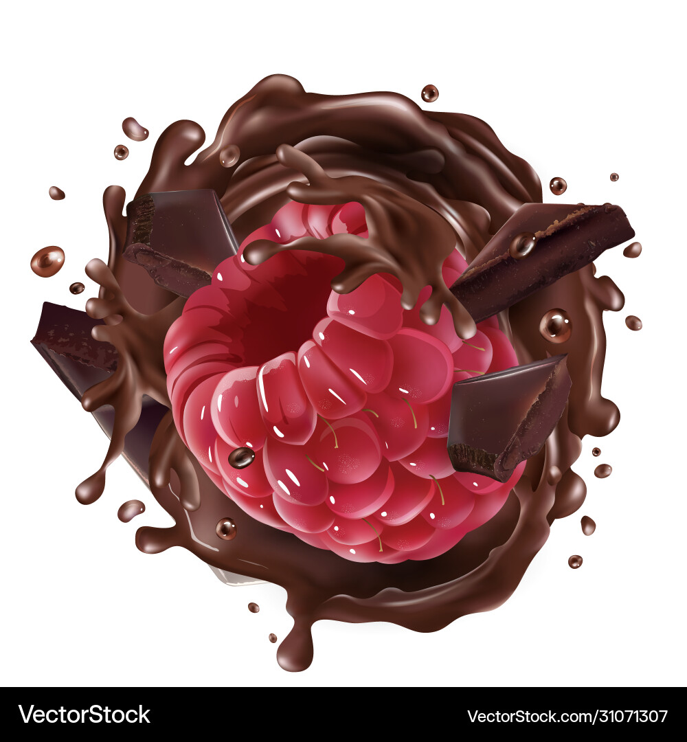 Raspberry with pieces and splashes chocolate vector image