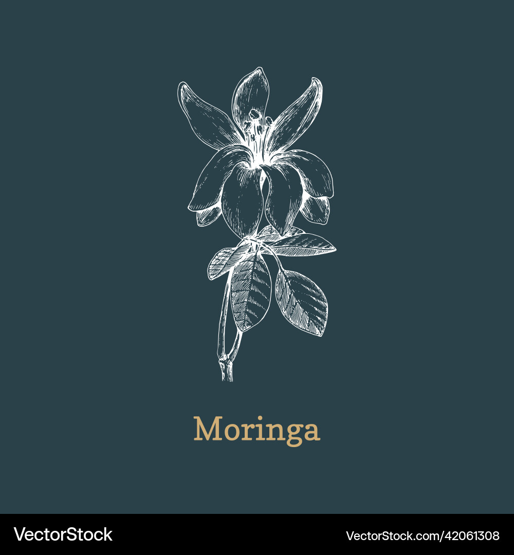 Moringa branch sketch in design element Moringa branch sketch in design element vector image