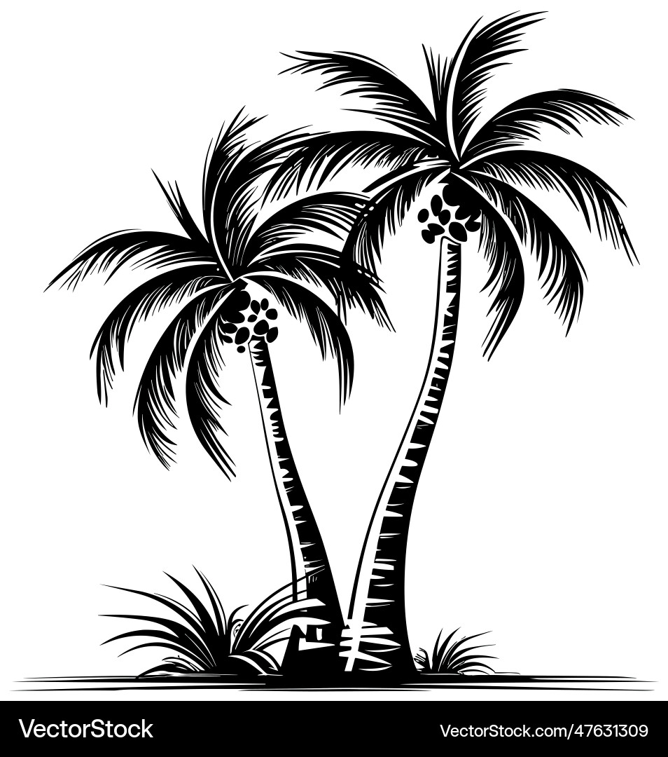 Palm trees black and white Palm trees black and white vector image