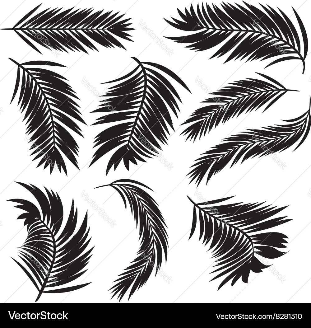 Palm Leaf Silhouettes - Tropical Set vector image