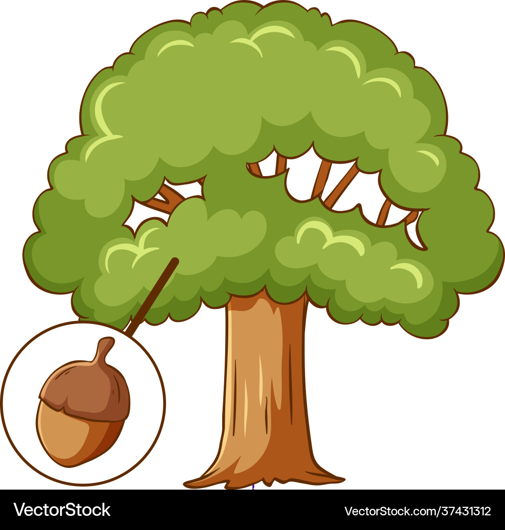 Acorn tree isolated on white background Acorn tree isolated on white background vector image