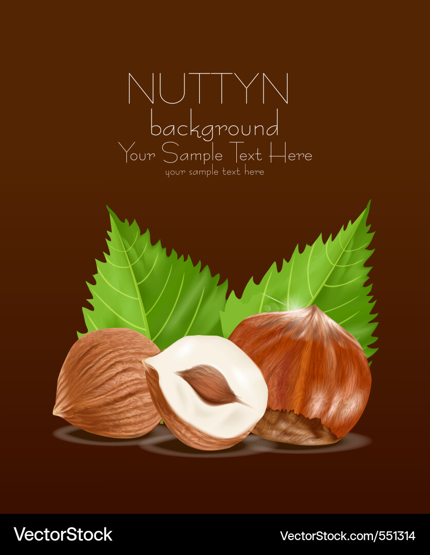 Hazelnut Kernels - Close-Up Vector Image