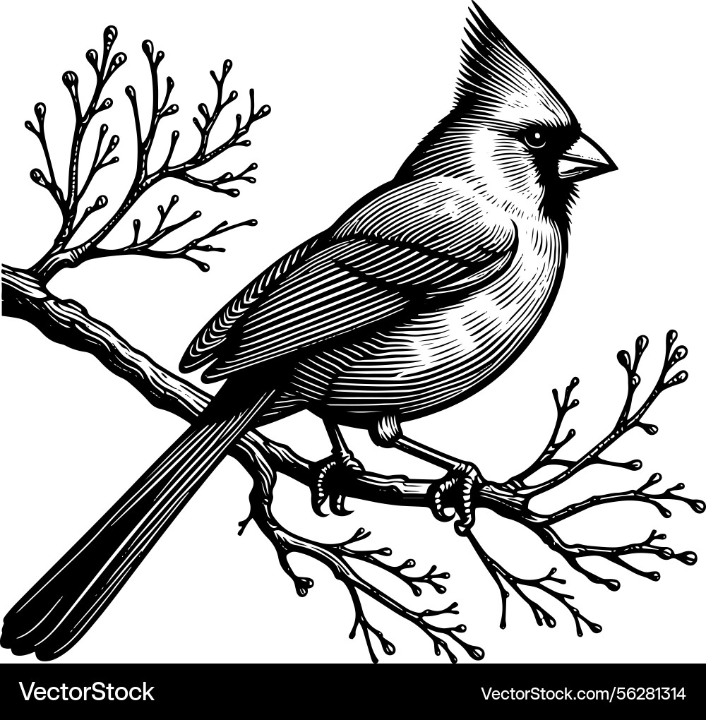 Line art of a northern cardinal bird perche Line art of a northern cardinal bird perche vector image
