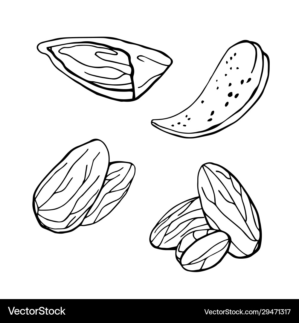 Whole almonds in a section shell linear sket Vector Image