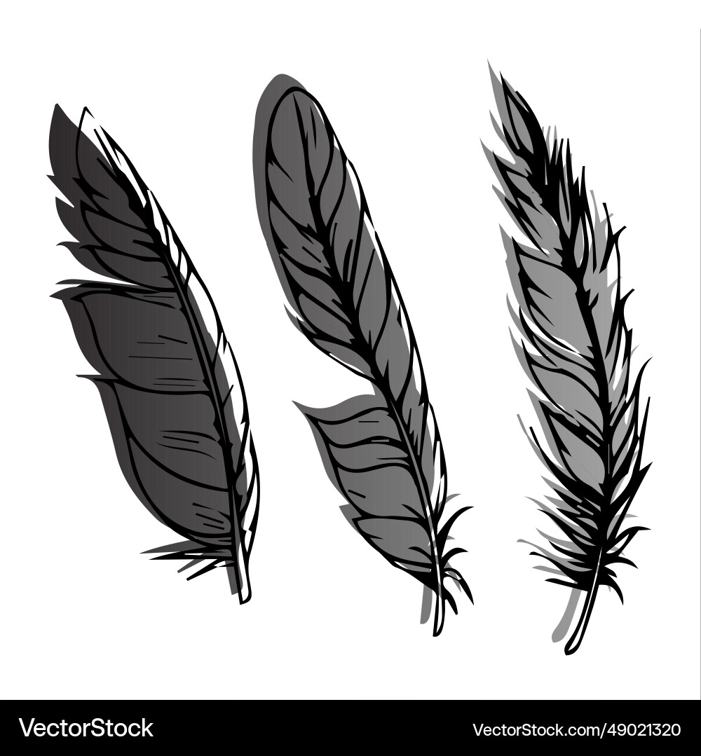 Feathers of different shapes Vector Image