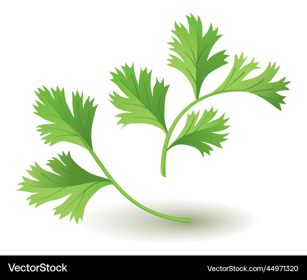 Frischer Koriander Herb - Kulinarische Gewürze vektorbild