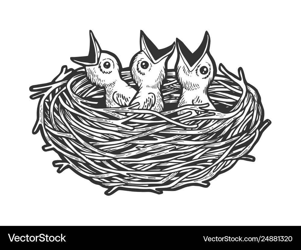 Nestling in Scratch Board Nest vector image