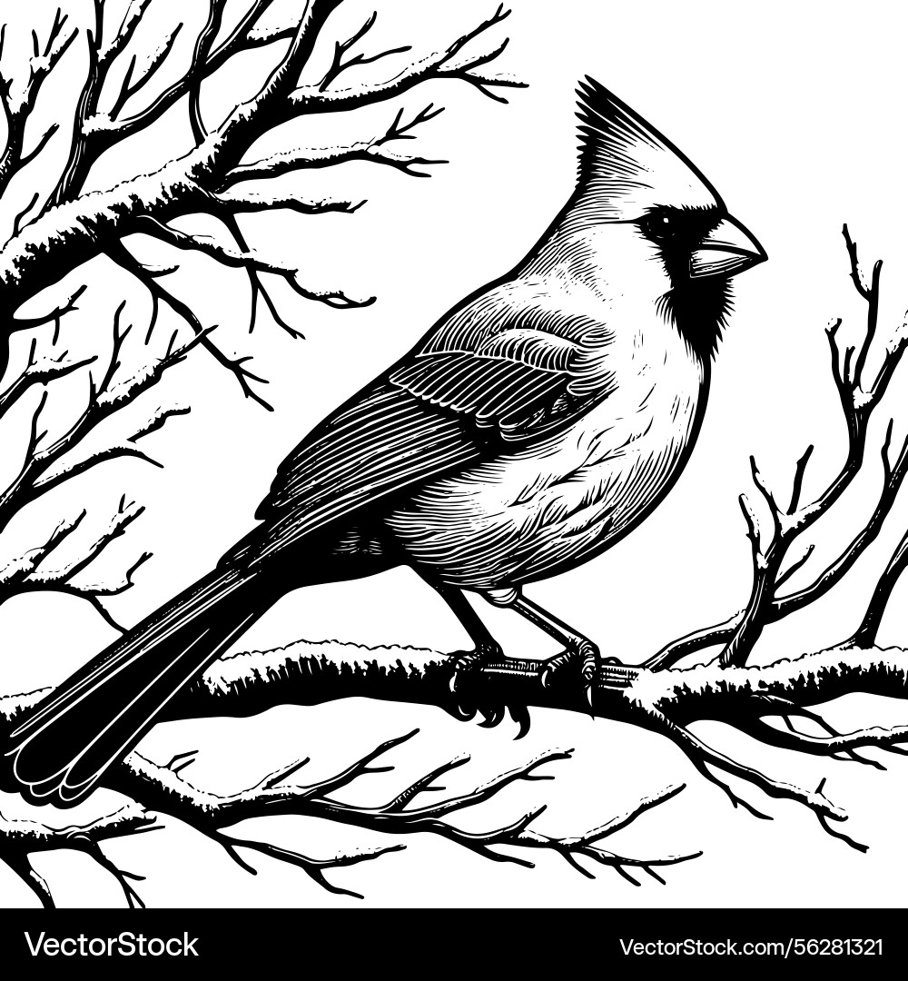 Line art of a northern cardinal bird perche Line art of a northern cardinal bird perche vector image