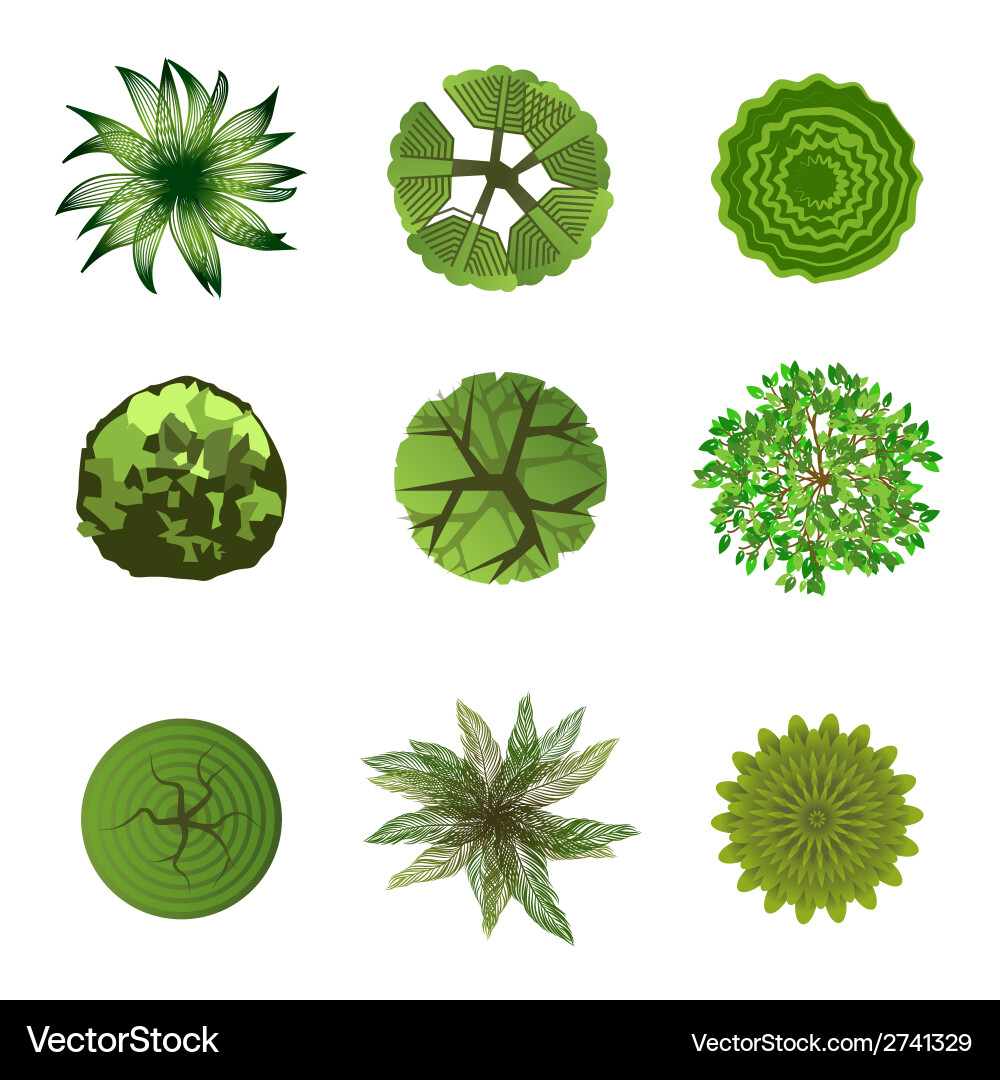 Landscape Trees Top View vector image