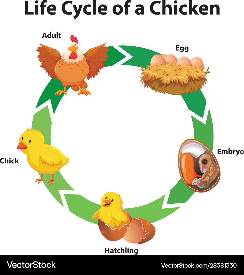 Diagram showing life cycle chicken vector image