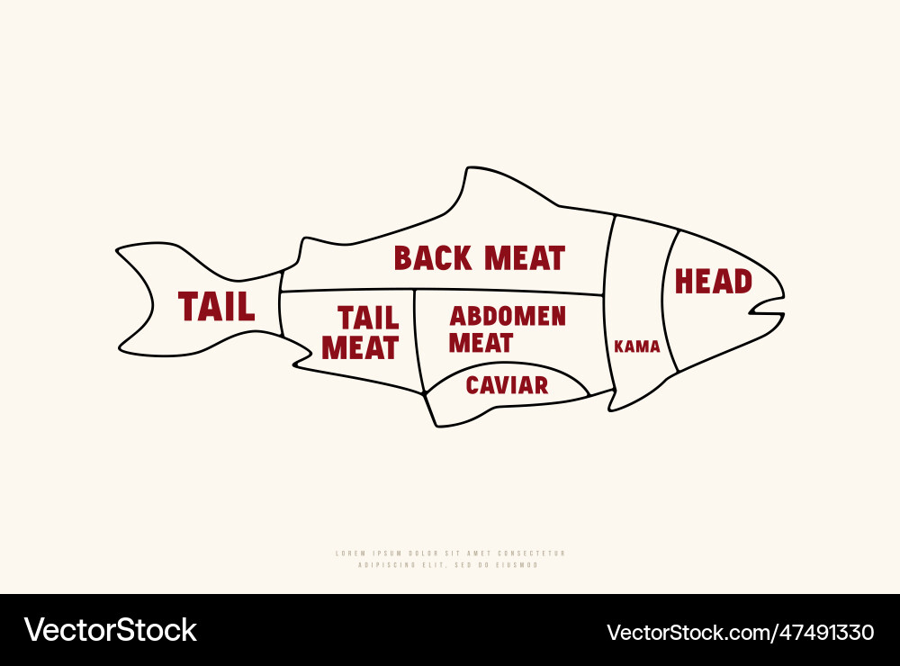 Fish cuts diagram in thin line style Fish cuts diagram in thin line style vector image