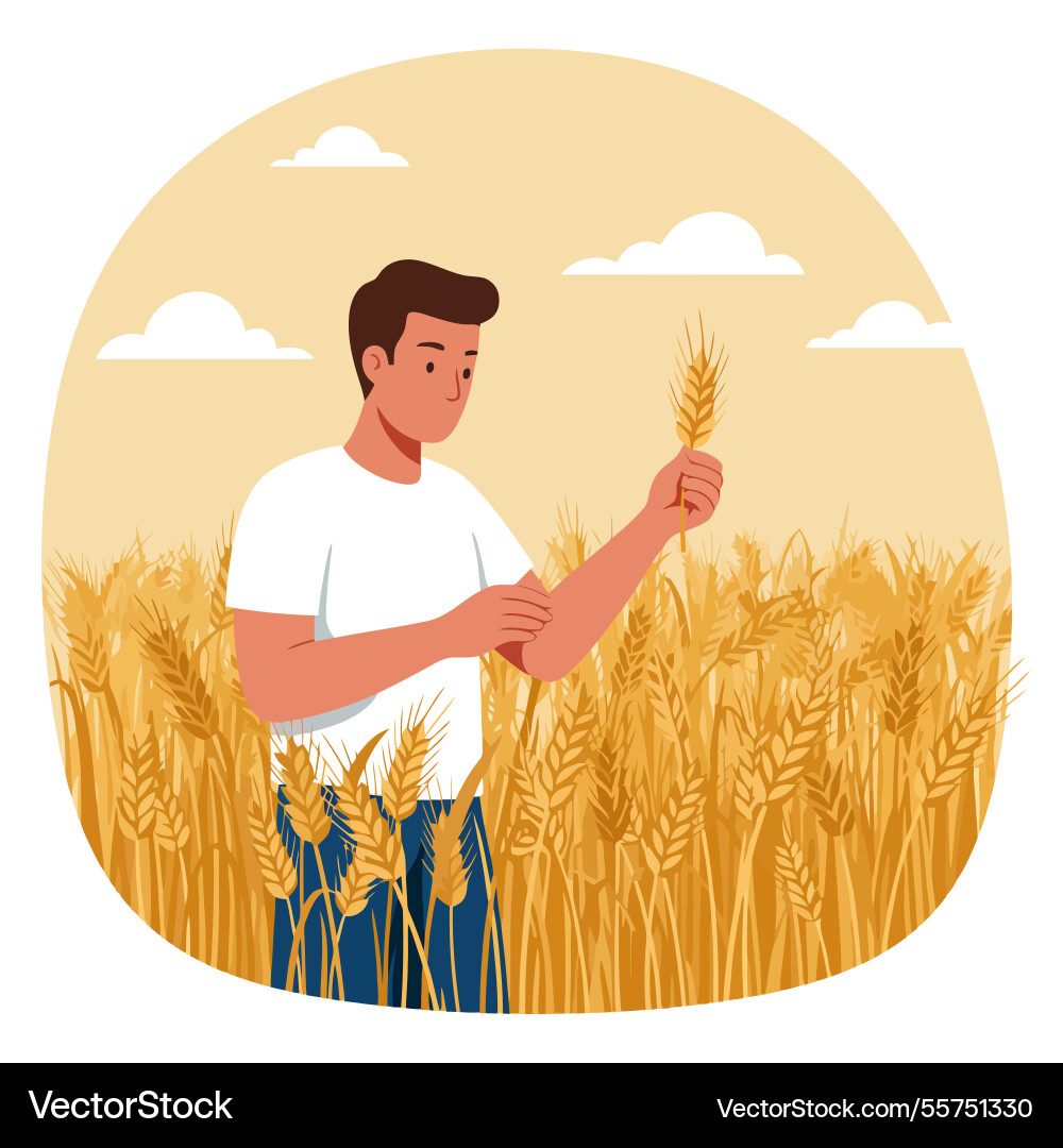 Man examining wheat in field harvesting crop Vector Image