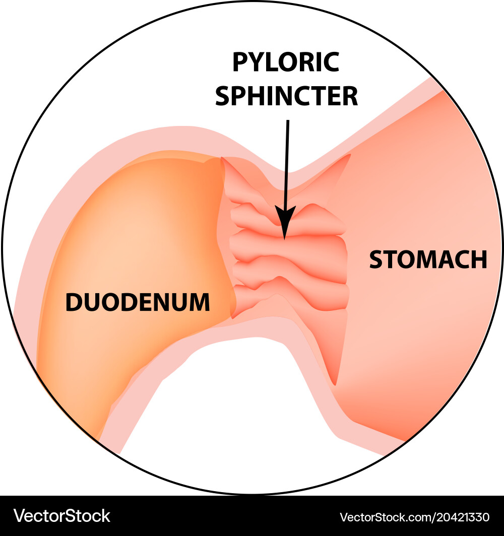 Pyloric sphincter of the stomach duodenum Vector Image
