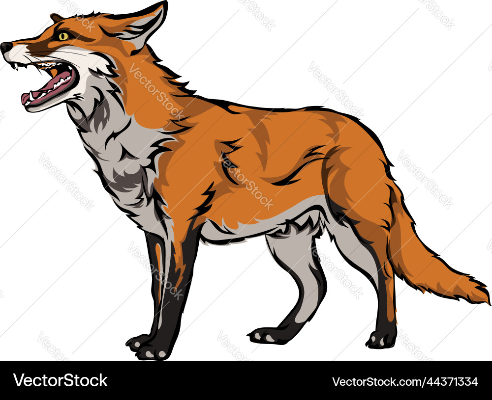Fox color image of a Fox color image of a vector image