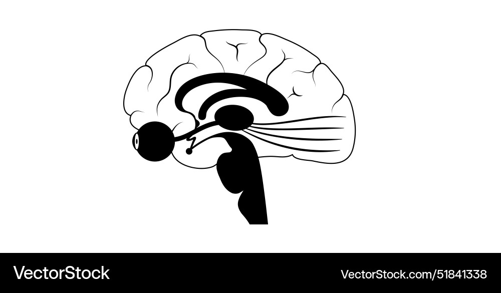 Optic nerve anatomy Royalty Free Vector Image - VectorStock