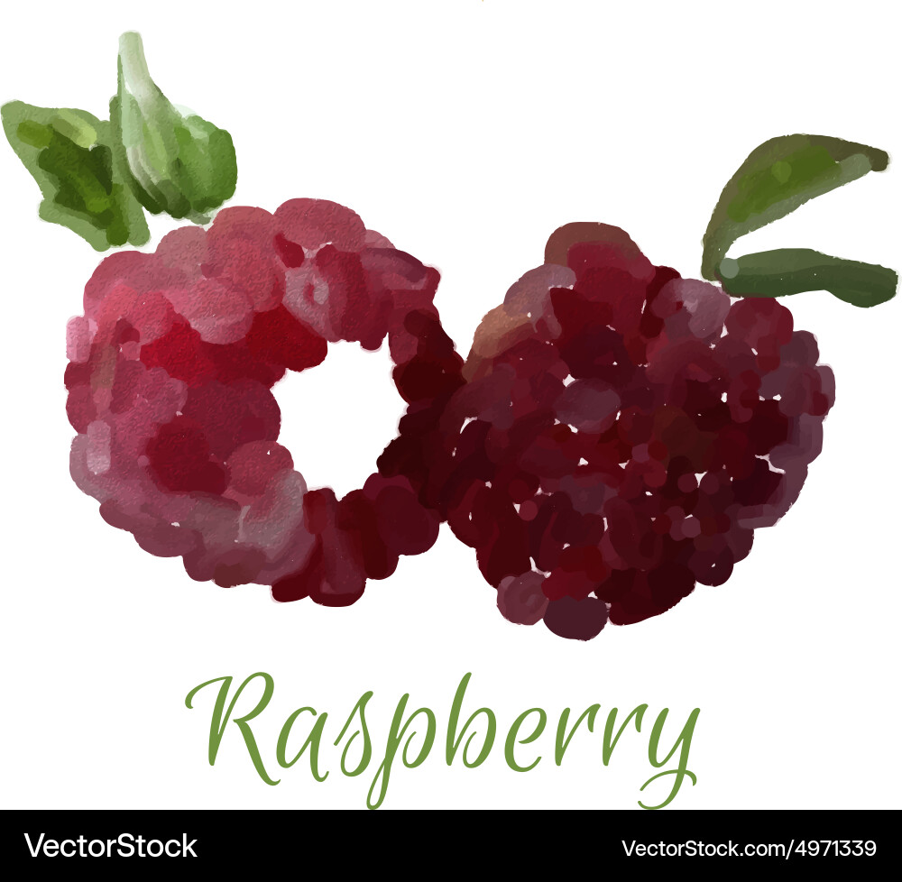 Isolated raspberry vector image