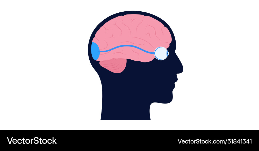Optic nerve anatomy Royalty Free Vector Image Biology Diagrams
