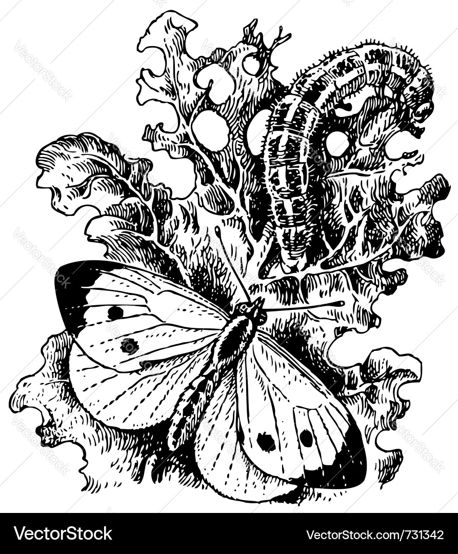Large white cabbage butterfly Vector Image
