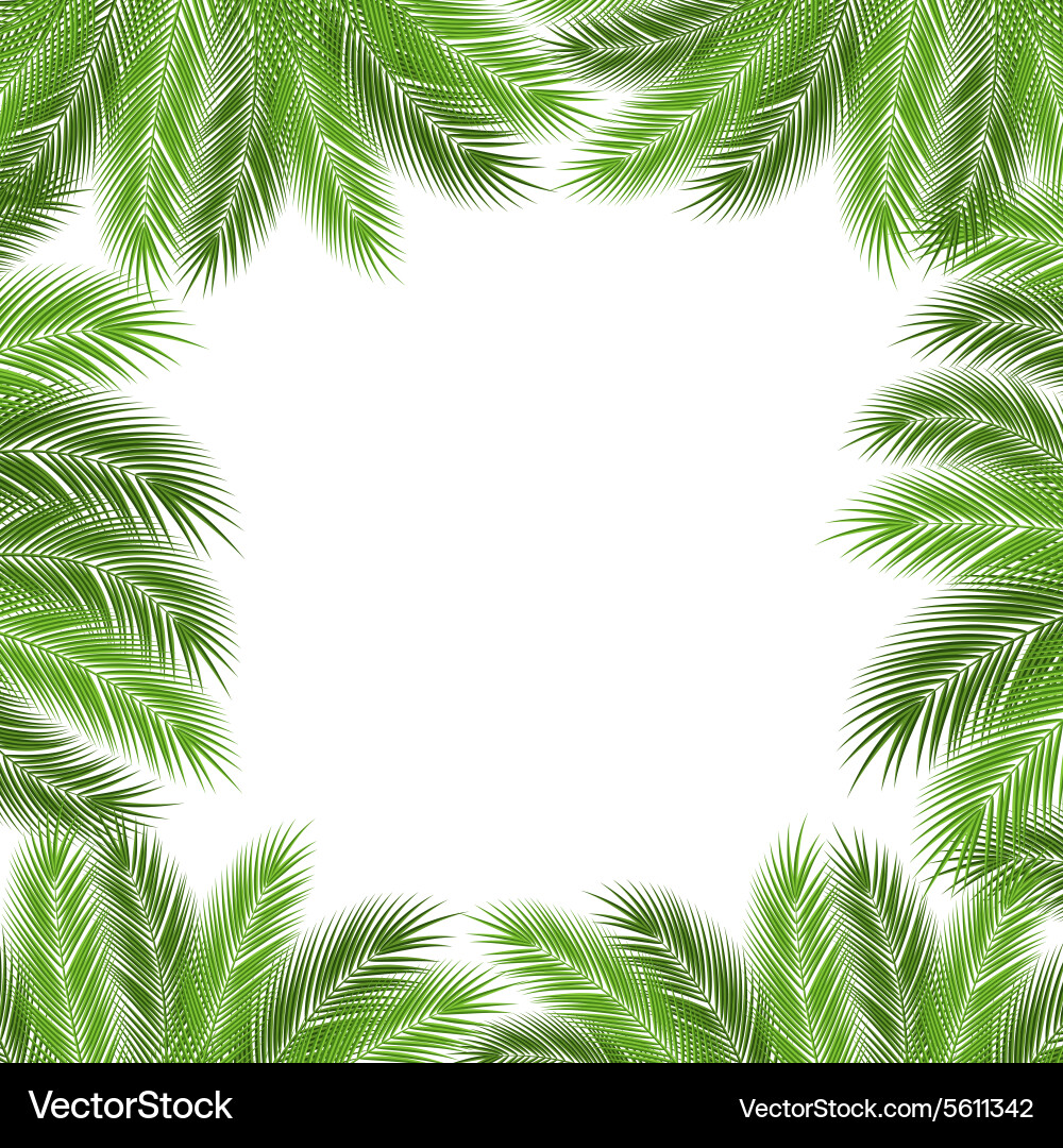 Tropical Palm Leaves Vector Image