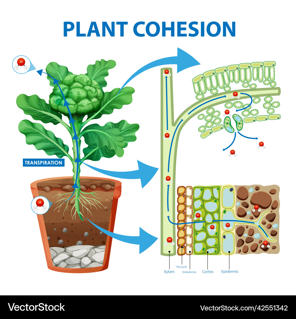 Water Movement in Plants - Xylem Transport – Royalty-Free Vector |  VectorStock, image size:1000x1080