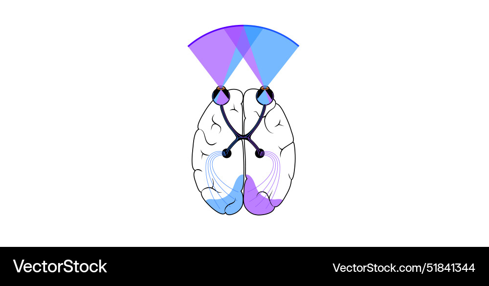 Optic nerve anatomy Royalty Free Vector Image - VectorStock