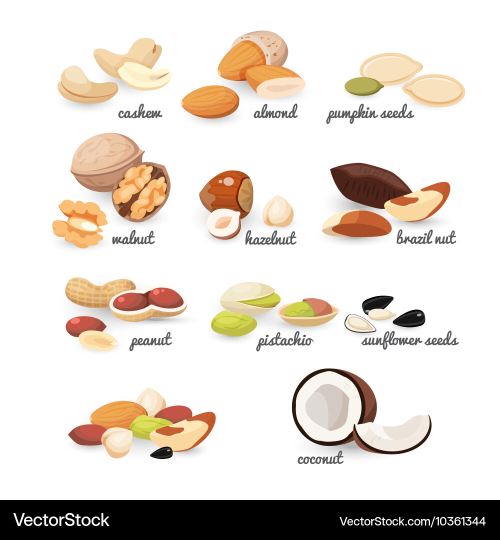 Set of various nuts and seeds Vector Image