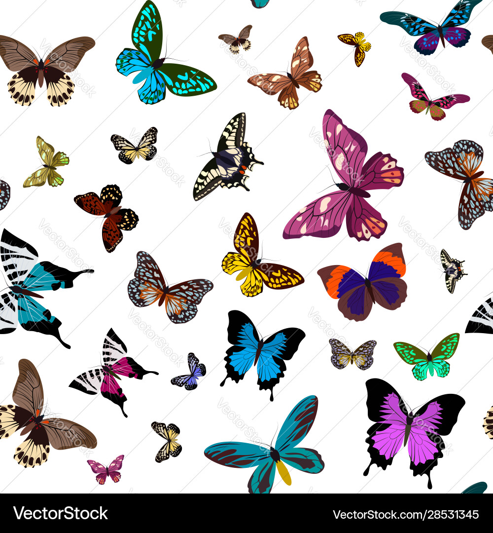 Colorful Butterfly Pattern vector image