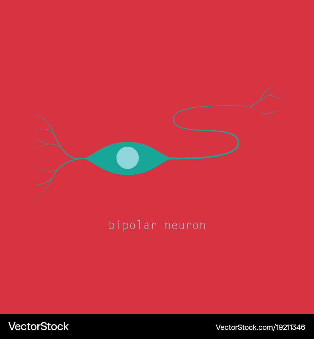 Structure of a motor neuron vector image