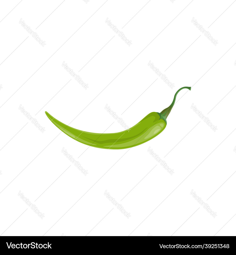 Green chili pepper jalapeno chilli plant Vector Image