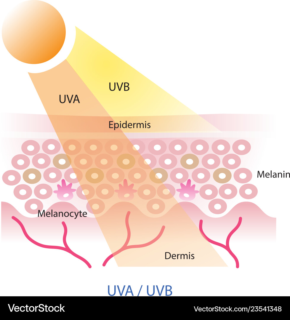 Uva and uvb on skin layer vector image