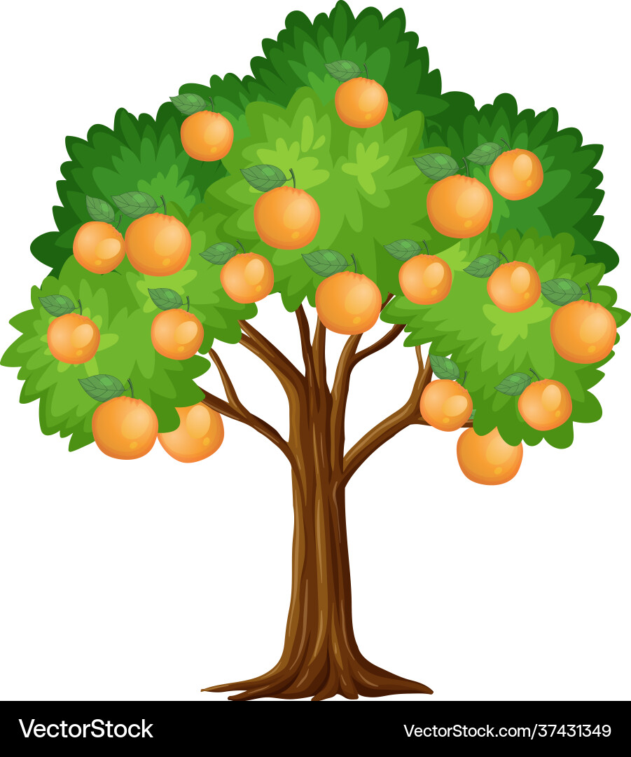 Orange tree isolated on white background Vector Image