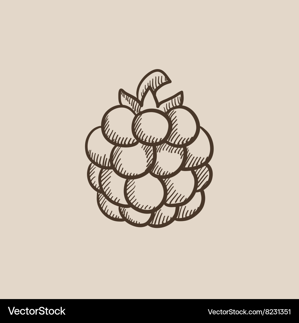 Raspberry sketch icon vector image