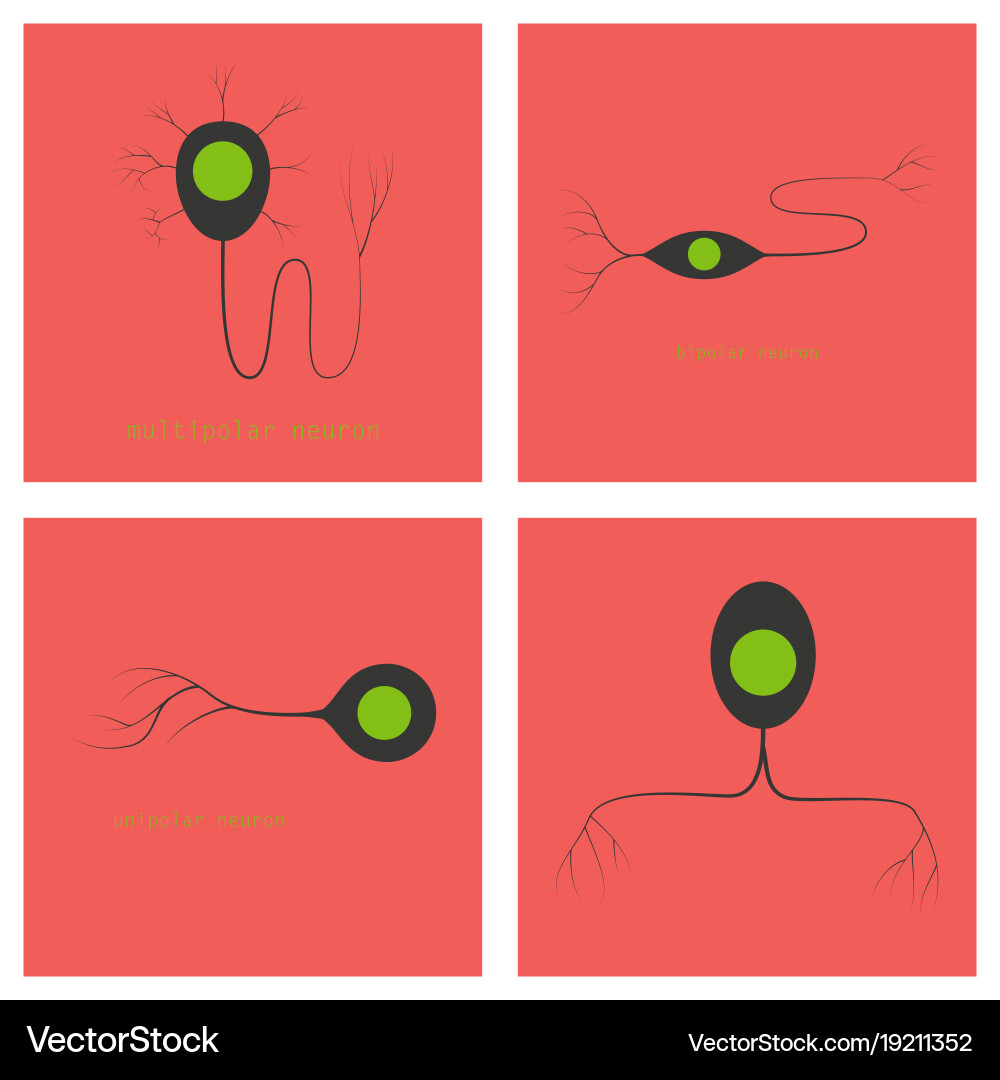 Set of structure a motor neuron Vector Image