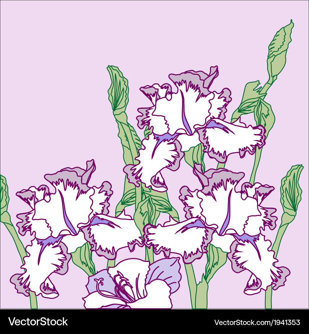 Background with three irises vector image