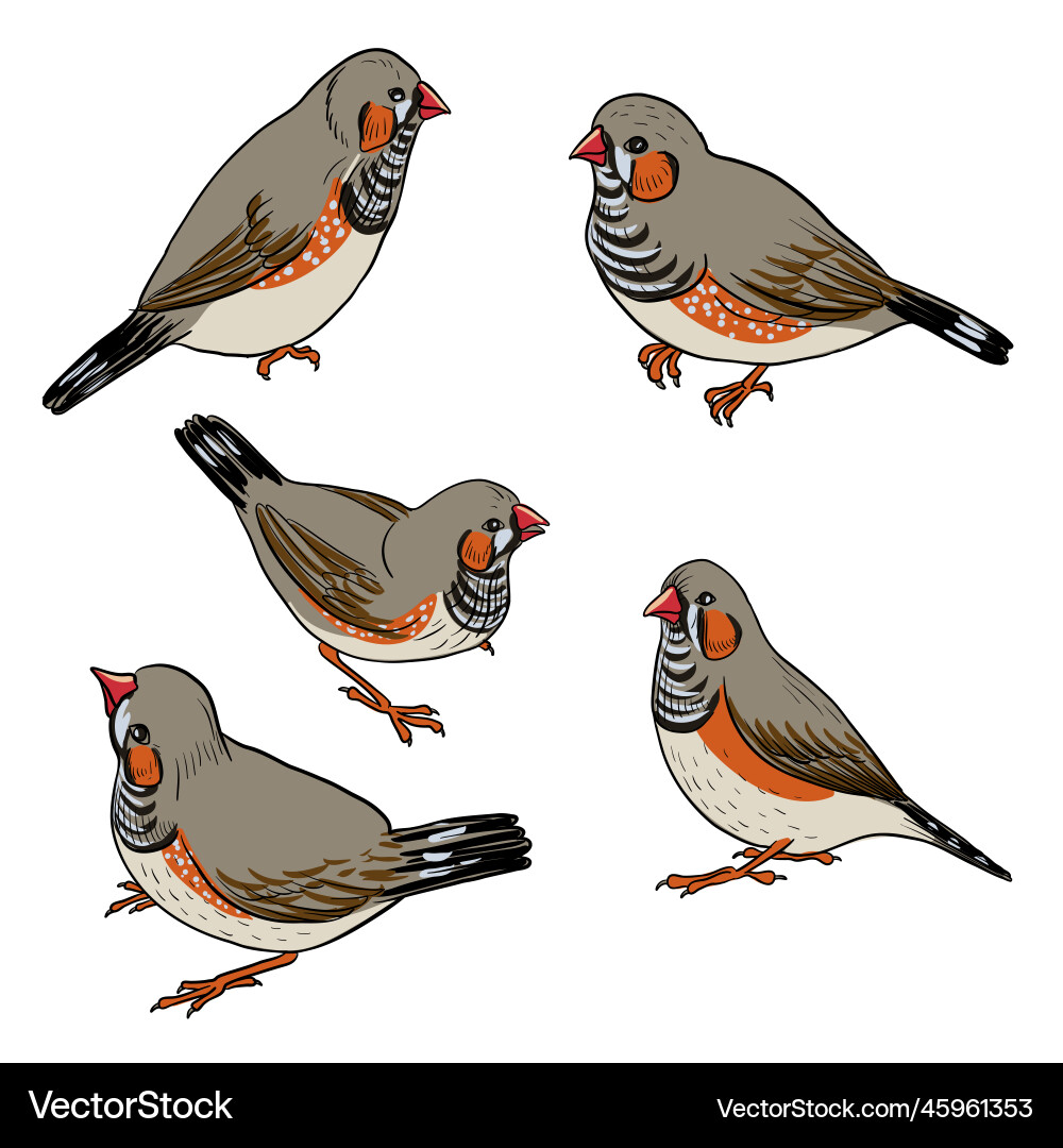 Drawing bird sunda zebra finch Royalty Free Vector Image
