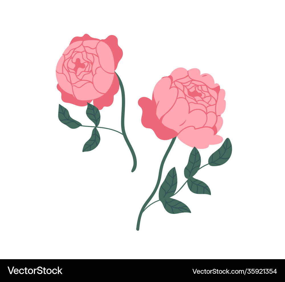 Zwei elegante rosa Pfingstrose Rosen wunderschön blühend Zwei elegante rosa Pfingstrose Rosen wunderschön blühend vektorbild