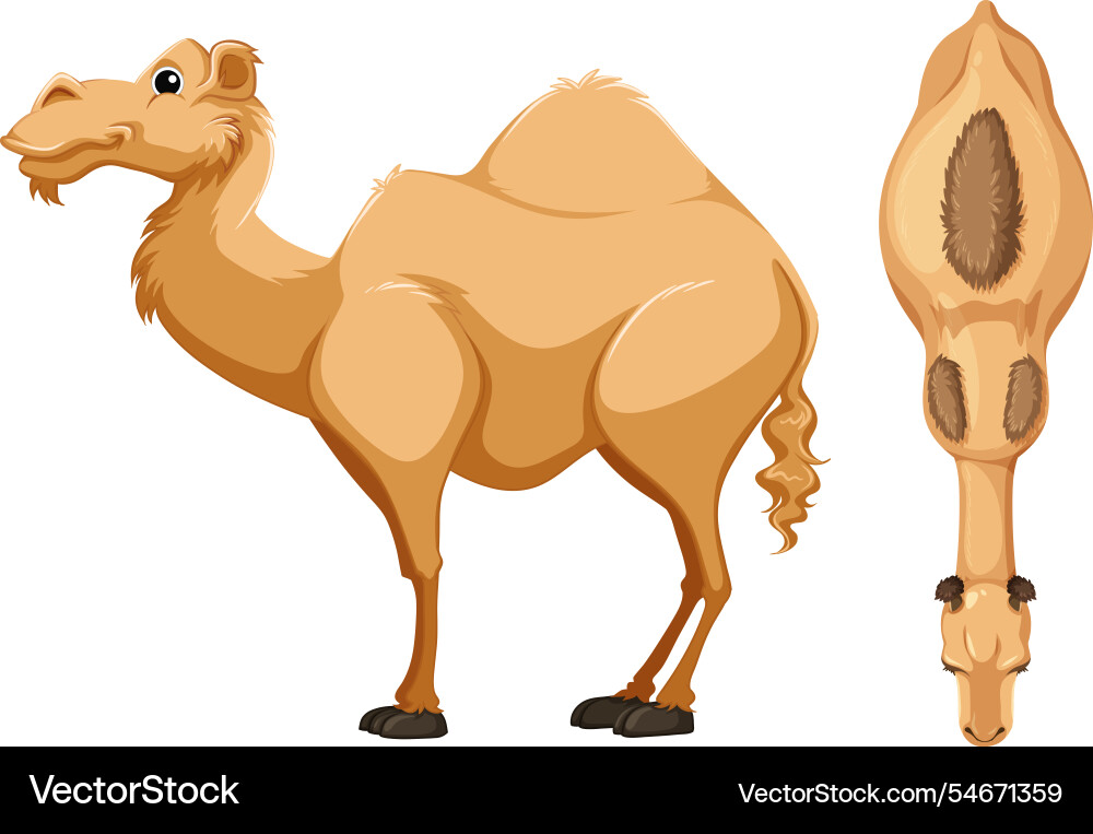 Side and top views of a camel Side and top views of a camel vector image