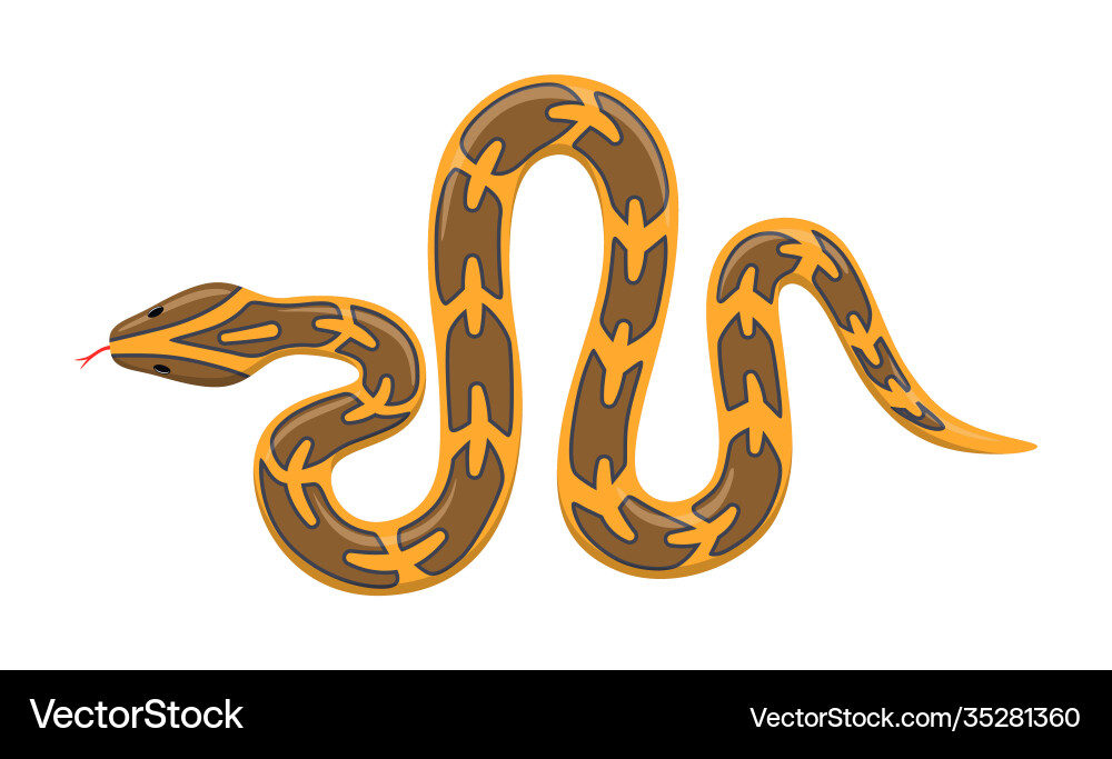 Burmese Python on White Background vector image