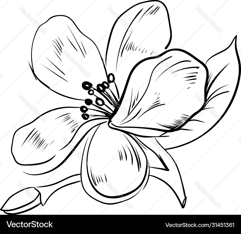 Jasmine sketch on white background vector image