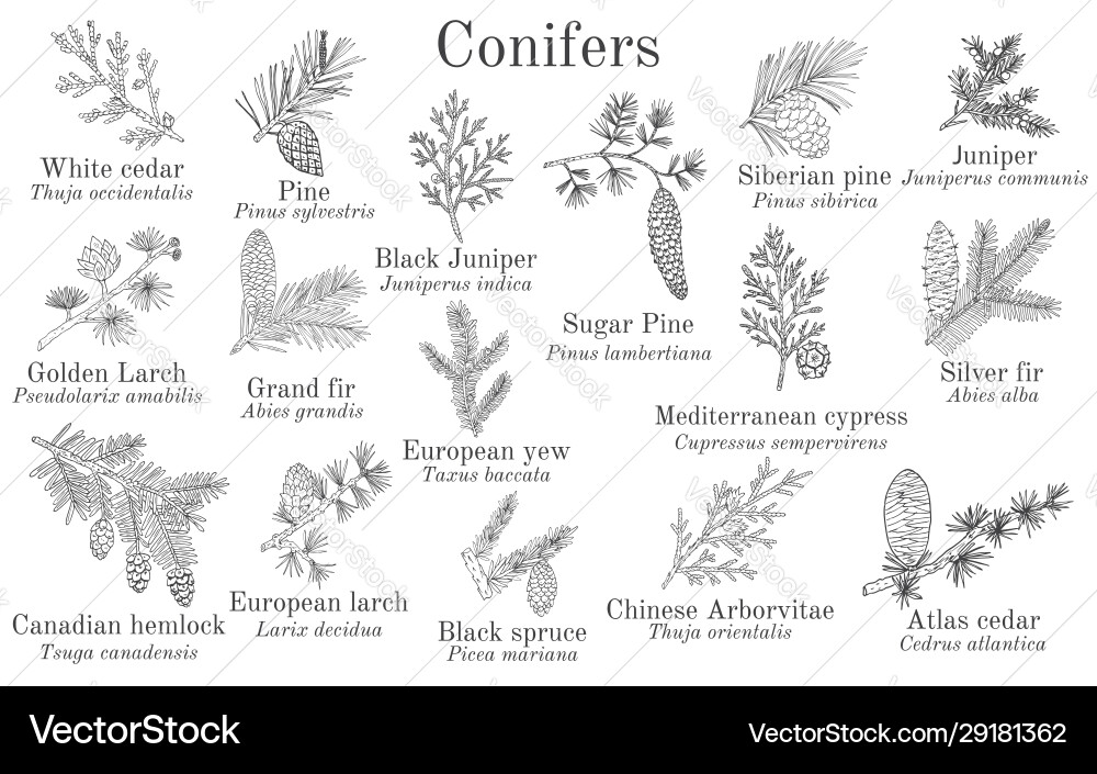 Set different conifiers branches with cones Set different conifiers branches with cones vector image