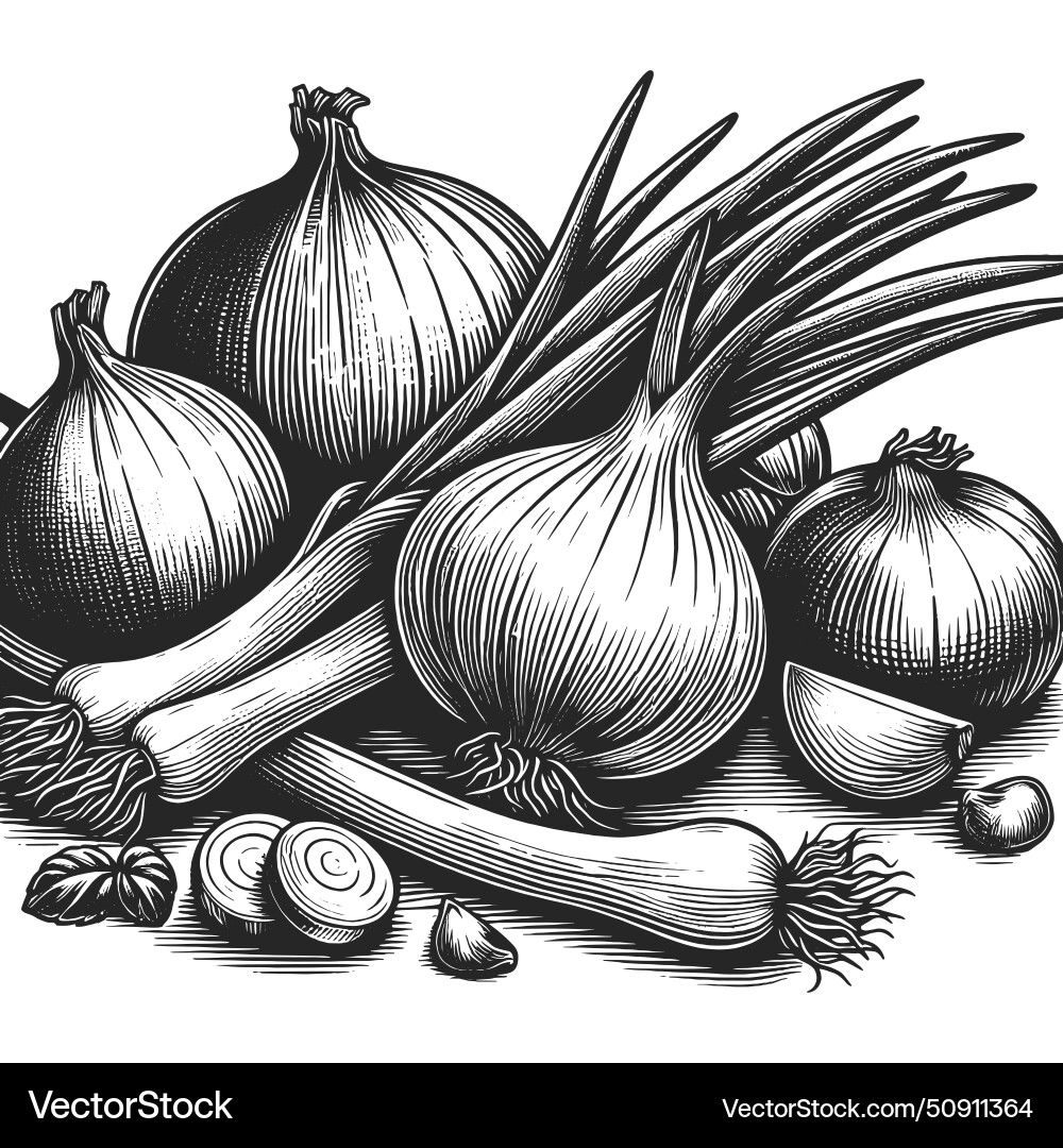 Onions and garlic engraving Royalty Free Vector Image