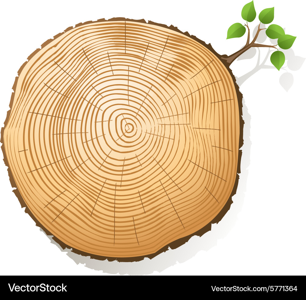 Tree Trunk Section with Rings vector image
