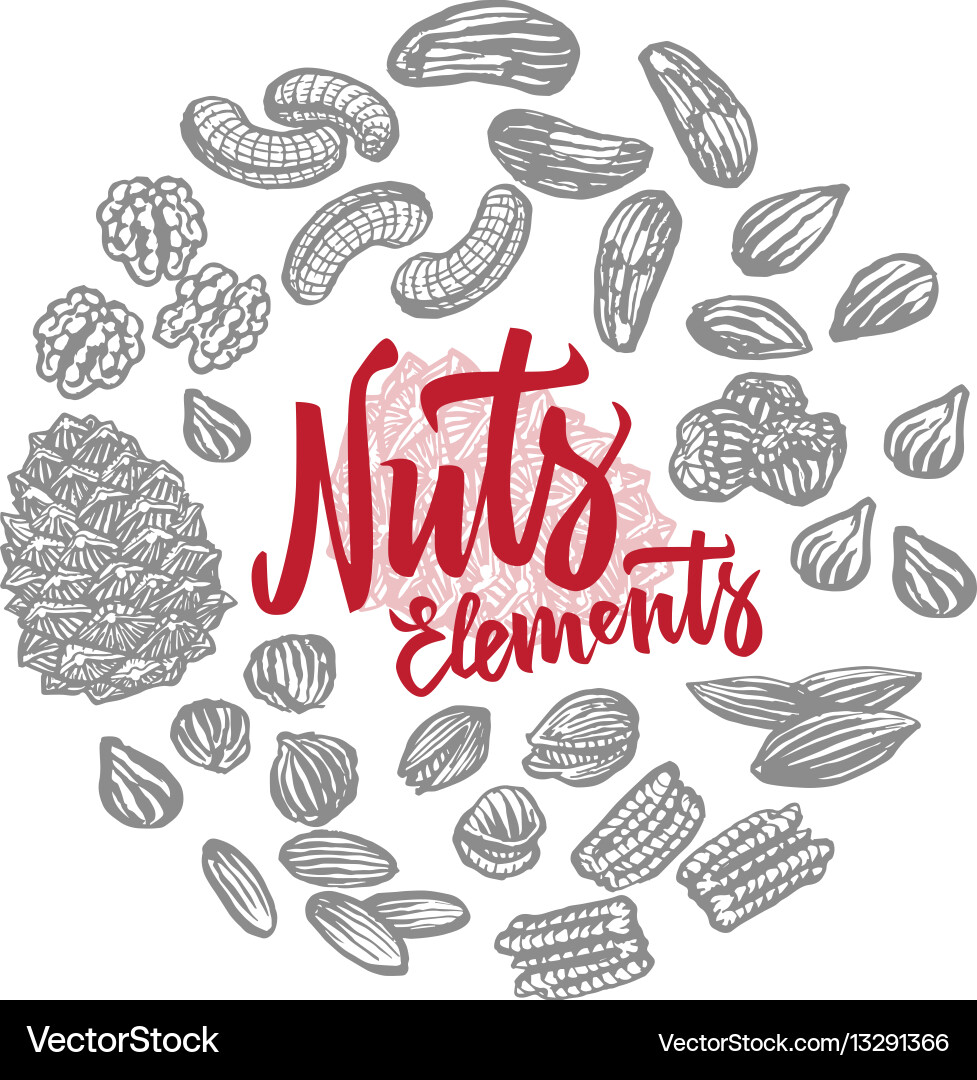 Sketch nuts elements round composition Vector Image